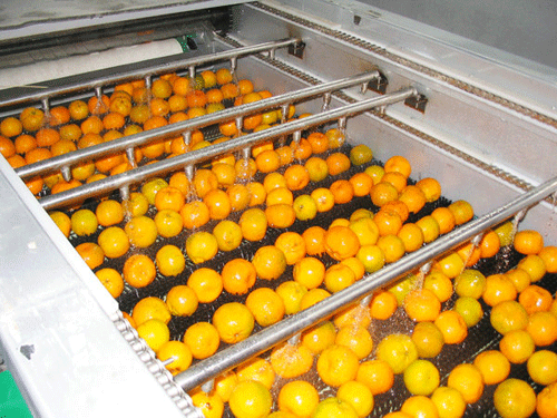 fruit brush and spray cleaning machine clean oranges